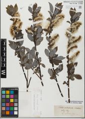 Foto von Salix glabra Scop.